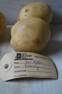 aardappelsoort 1